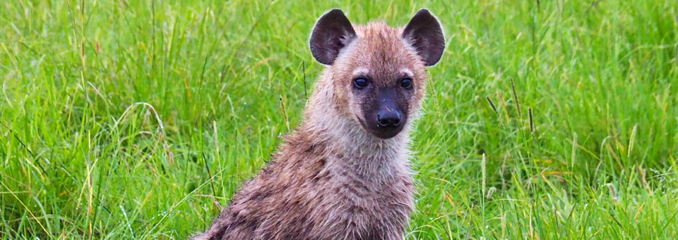 Kenia Reisebericht - Hyäne in der Masai Mara