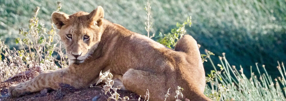 Junger Löwe im Serengeti Park