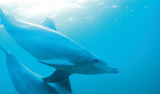 Schwimmen mit wilden Delfinen