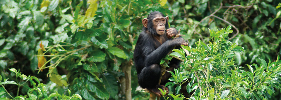 Schimpanse in seiner natürlichen Umgebung in Uganda