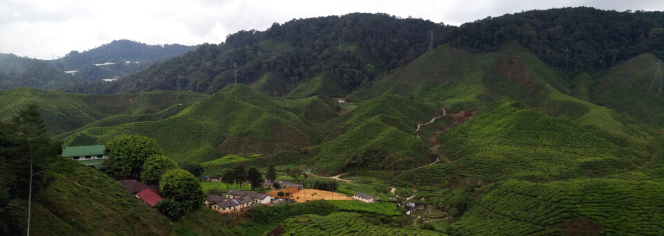 Cameron Highlands