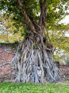 Ayutthaya Buddha Kopf aus Stein im Baum gewachsen 