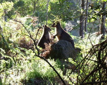 Australien Reisebericht: Kängurus im Naturreservat in Tower Hill