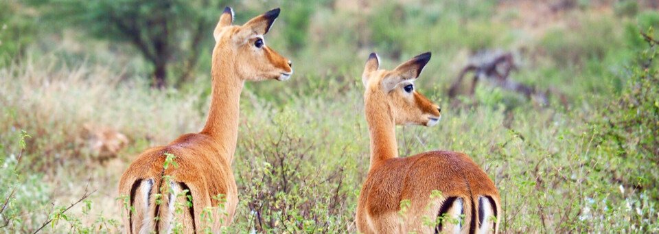 Kenia Reisebericht - Samburu National Reserve
