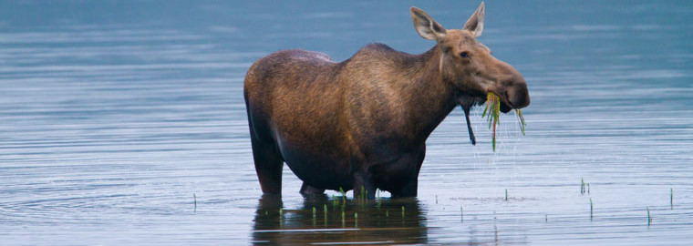 Moose im Denali Nationalpark
