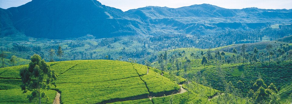 Teefelder auf Sri Lanka
