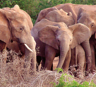 Addo Elefanten Nationalpark, Südafrika - Elefantenherde Addo Elefanten Nationalpark, Südafrika - Elefantenherde