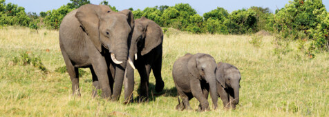 Aberdare, Lake Nakuru & Masai Mara