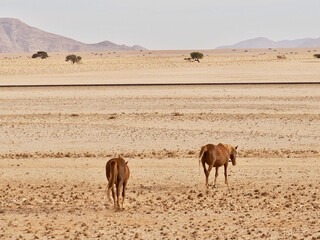 Namibia Reisebericht: Wilde Pferde in Namibia Lüderitz