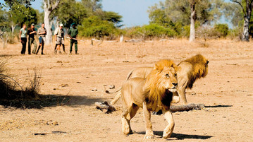 Löwenspaziergang Sambia