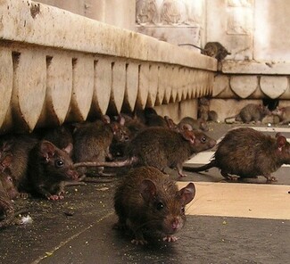 Karni Mata Rattentempel Karni Mata Rattentempel