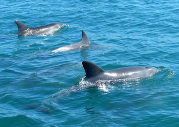 Reisebericht Australien: Delfine in freier Wildbahn