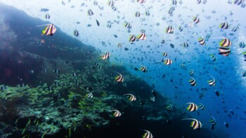 Einzigartige Unterwasserwelt, Malediven