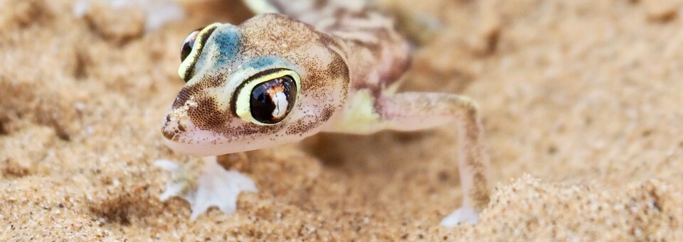 Reisebericht Namibia - Living Desert Tour Gekko