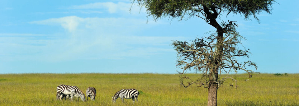 Zebras Masai Mara