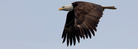 Majestätischer Weißkopf-Seeadler