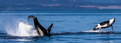 Vancouver Island & Sunshine Coast