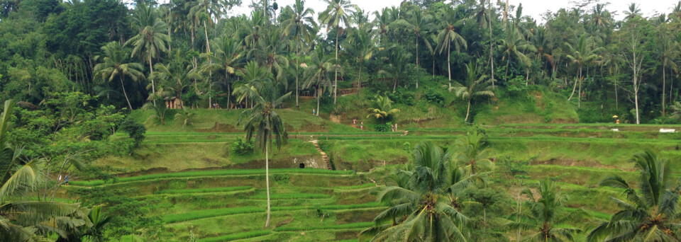 Bali Reisebericht - Reisterrassen auf Bali