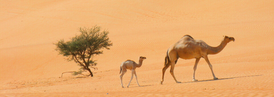 Kamele in Wüstenlandschaft Wahiba Sands