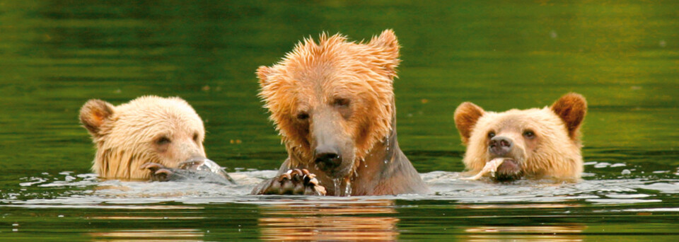 Grizzly Bärenfamilie