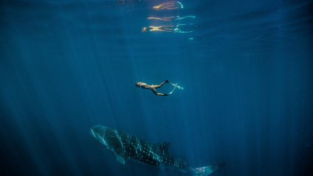 Schnorcheln mit Walhaien