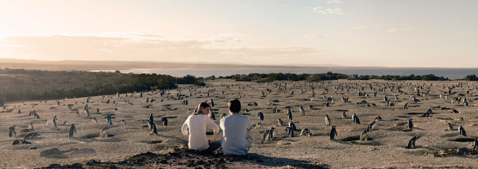 Punta Tombo Pinguinkolonie