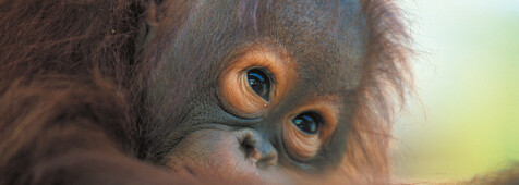 Orang Utan auf der Insel Borneo