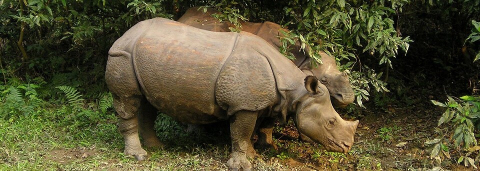 Panzernashorn - Chitwan Nationalpark