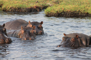 Nilpferde im Chobe Nationalpark