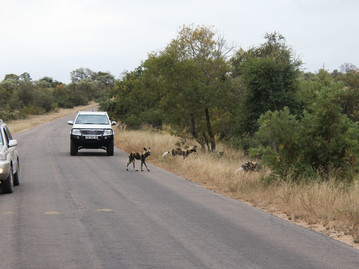 Reisebericht Südafrika - Afrikanische Wildhunde am Straßenrand