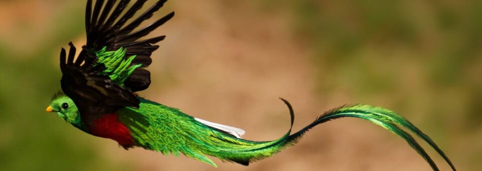 Vogel in Costa Rica