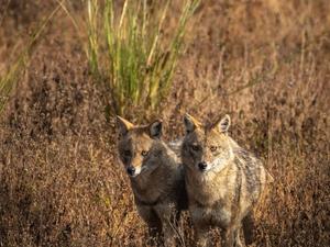 Wölfe im Kanha-Nationalpark