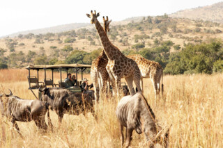 Safari in Südafrika