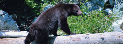 Bärenbeobachtung in Duchesnay