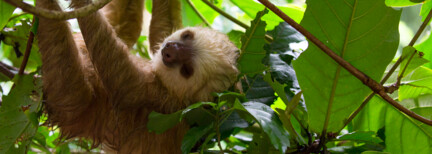 Costa Rica – Pura Vida erleben inkl. Flug