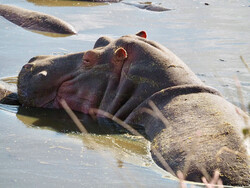 Nilpferd im Serengeti Park