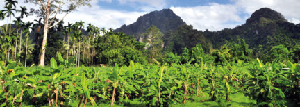 Khao Sok Nationalpark & Kochkurs