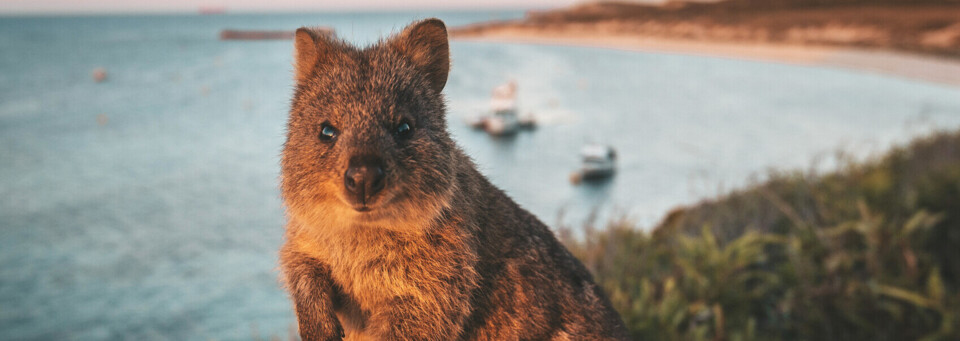 Rottnest Island | Wadjemup