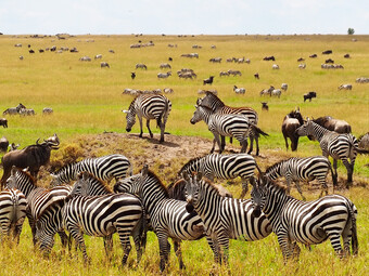 Reisebericht Kenia - Tierherden in der Masai Mara