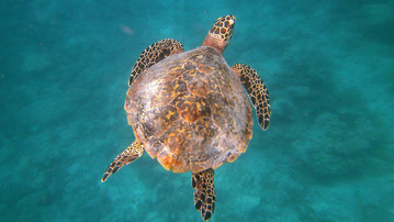 Malediven Reiseberichte: Schildkröte in der Unterwasserwelt der Malediven