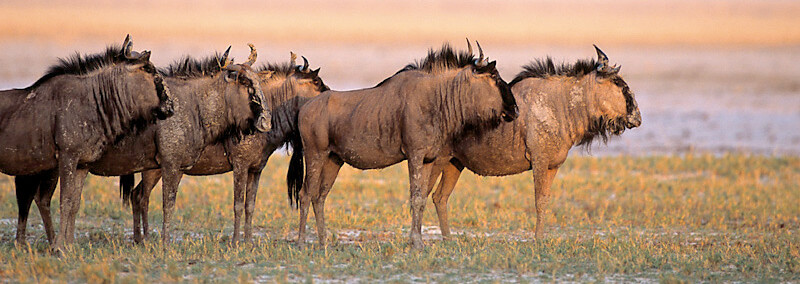 Gnus im Etosha Nationalpark