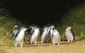 Pinguine auf Phillip Island