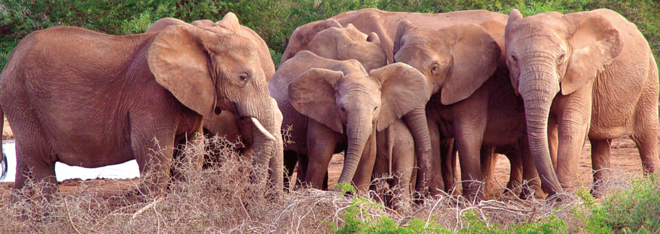 Gruppe von Elefanten im Addo Elephant National Park