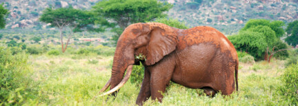 Severin Tsavo Safari