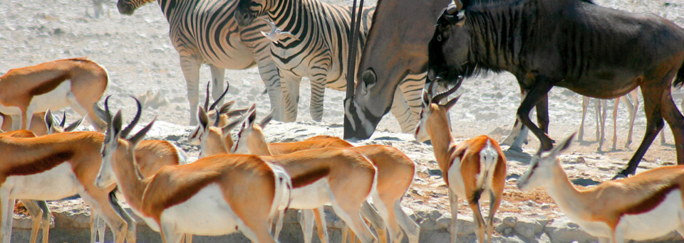 Tiere im Etosha Nationalpark