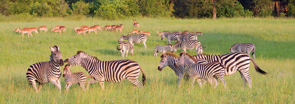 Zebras auf grüner Wiese im Krüger Nationalpark