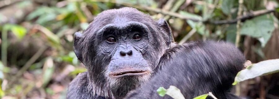 Schimpansen-Trekking Uganda