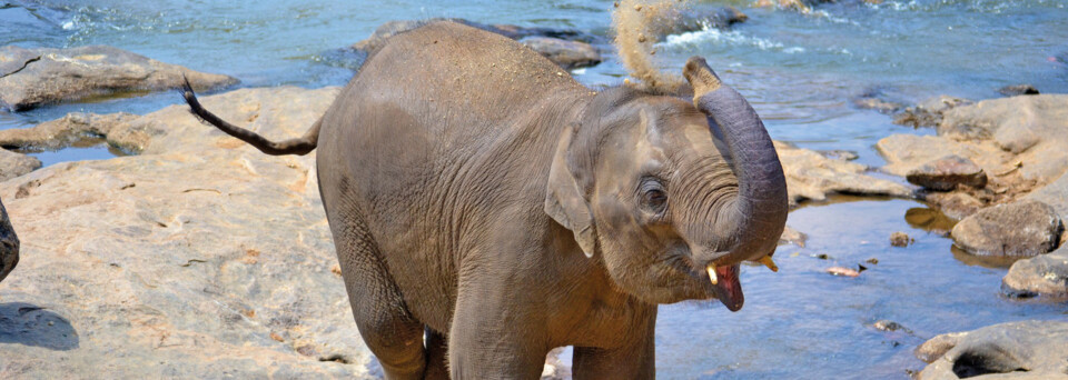 Elefant auf Sri Lanka