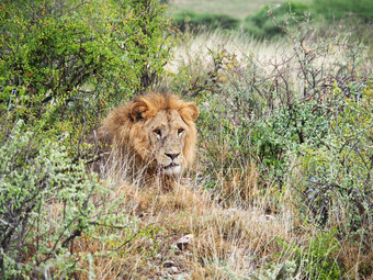 Kenia Reisebericht - Löwe im Samburu National Reserve