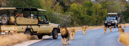 Abenteuer Krüger Nationalpark